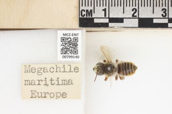 Media type: image;   Entomology 799140 Aspect: labels